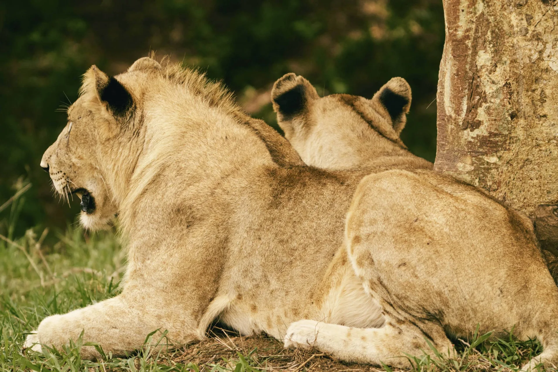 Club Med Beach & Safari